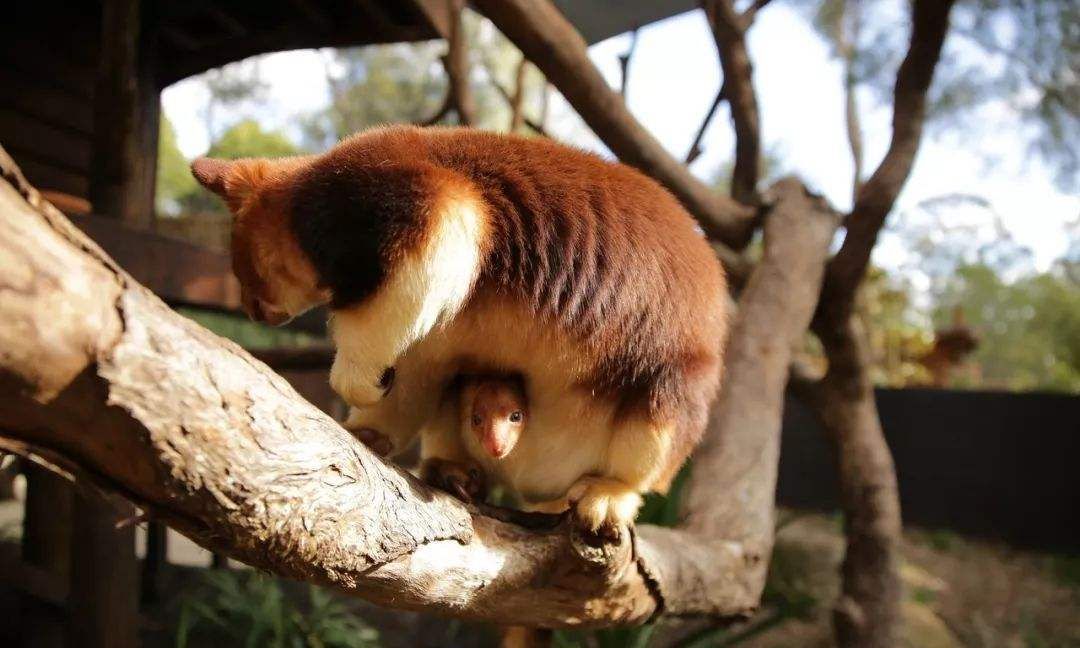 像猴不是猴，袋鼠会爬树？住在树上的袋鼠，其实那只是袋鼠的近亲休闲区蓝鸢梦想 - Www.slyday.coM