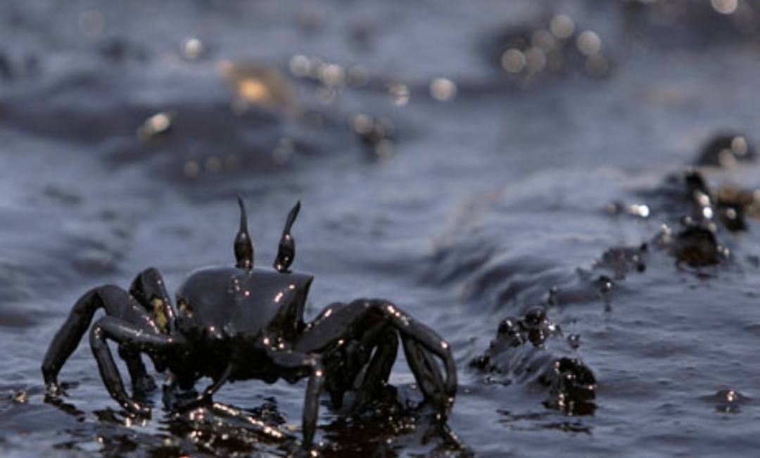 海上原油泄露用头发除油并不实用820吨油需100万人剃光头