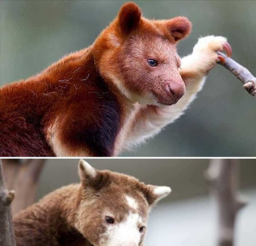 像猴不是猴，袋鼠会爬树？住在树上的袋鼠，其实那只是袋鼠的近亲休闲区蓝鸢梦想 - Www.slyday.coM