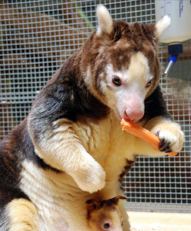 像猴不是猴，袋鼠会爬树？住在树上的袋鼠，其实那只是袋鼠的近亲休闲区蓝鸢梦想 - Www.slyday.coM