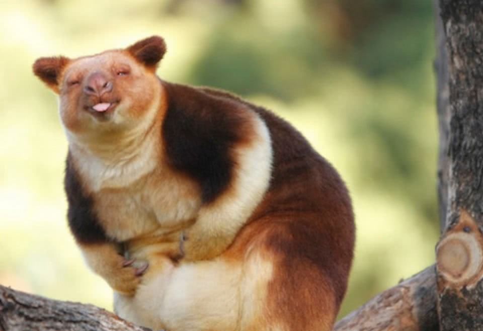 像猴不是猴，袋鼠会爬树？住在树上的袋鼠，其实那只是袋鼠的近亲休闲区蓝鸢梦想 - Www.slyday.coM