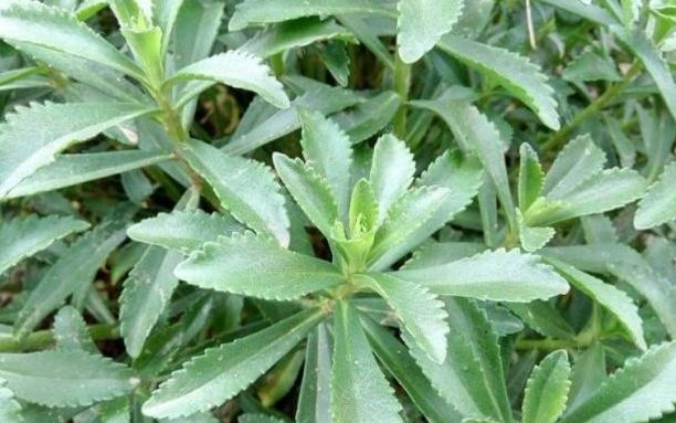 费菜,农村的野菜,过去人们不怎么吃,其实能促进血液循环__财经头条