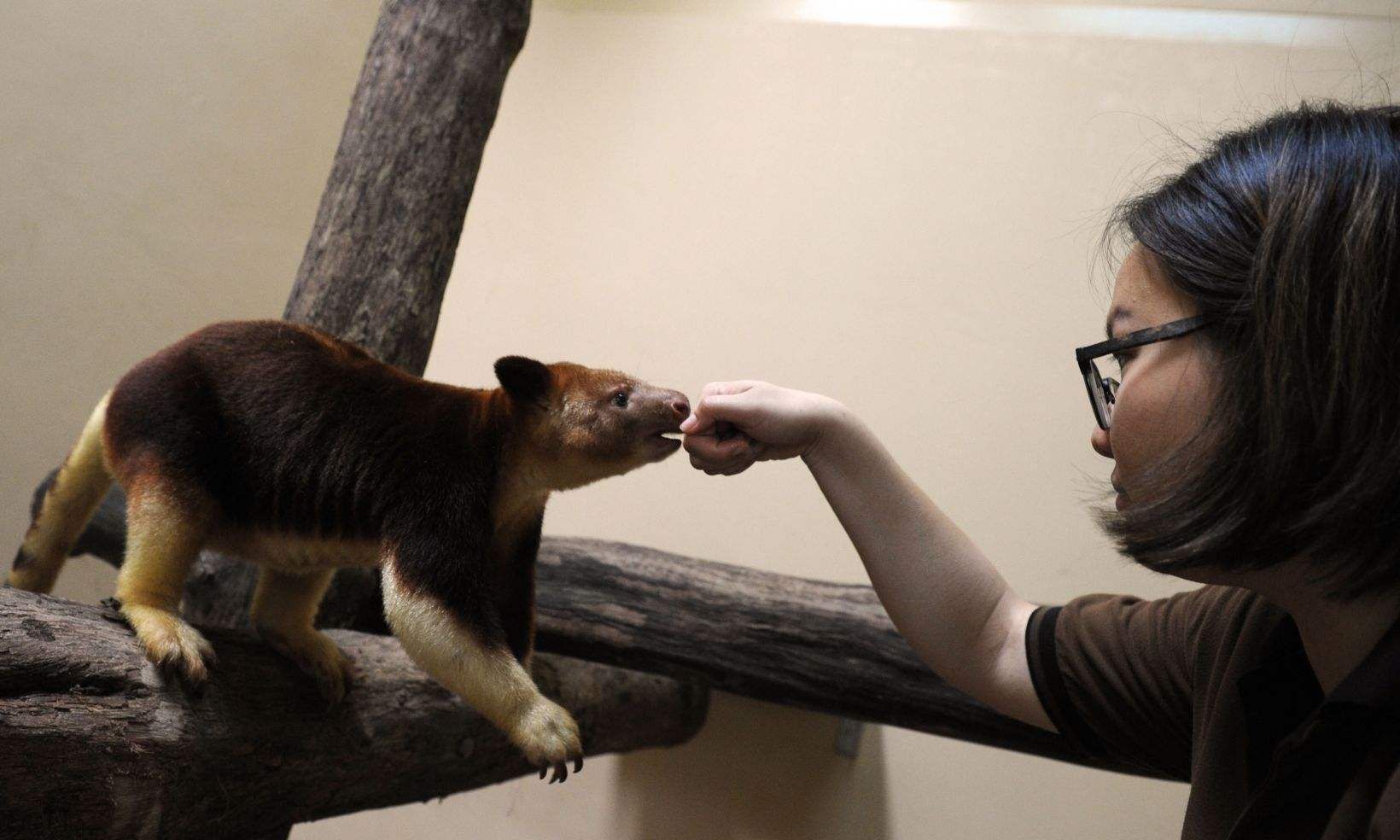 像猴不是猴，袋鼠会爬树？住在树上的袋鼠，其实那只是袋鼠的近亲休闲区蓝鸢梦想 - Www.slyday.coM