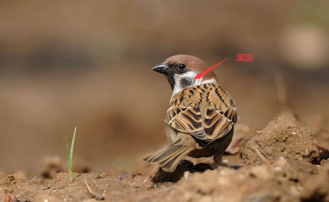 麻雀数量超过10亿只在我国随处可见为何几乎看不到它的遗骸