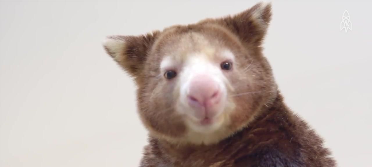 像猴不是猴，袋鼠会爬树？住在树上的袋鼠，其实那只是袋鼠的近亲休闲区蓝鸢梦想 - Www.slyday.coM