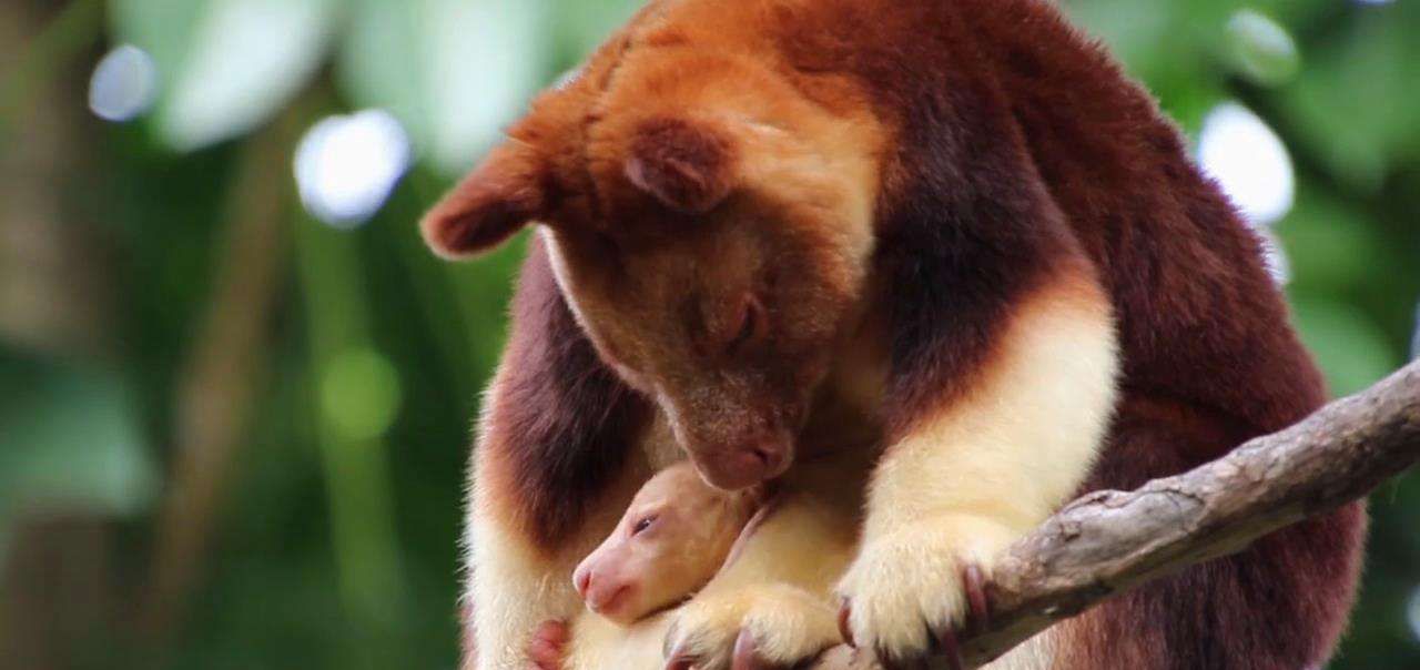像猴不是猴，袋鼠会爬树？住在树上的袋鼠，其实那只是袋鼠的近亲休闲区蓝鸢梦想 - Www.slyday.coM