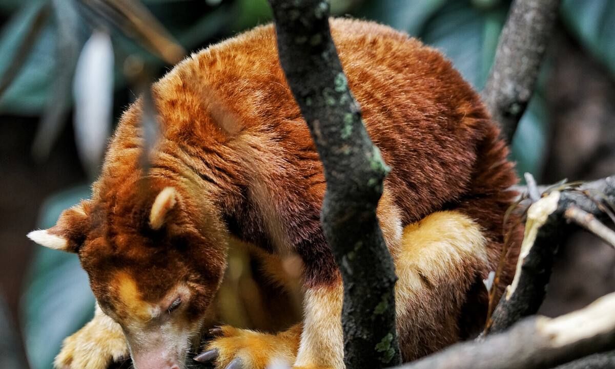 像猴不是猴，袋鼠会爬树？住在树上的袋鼠，其实那只是袋鼠的近亲休闲区蓝鸢梦想 - Www.slyday.coM