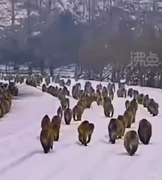 山西晋城蟒河景区300多只猕猴雪中排队散步 动作有条不紊连贯一致