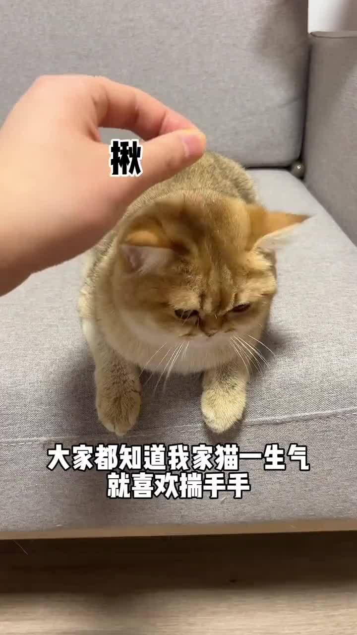 四只猫同时揣手手…不愧是一家人哈哈哈哈哈|萌宠|集中营|中心|宠物|喵星人_新浪新闻