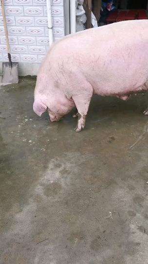 妈妈养了18个月的猪,差不多600斤,杀了400多斤肉,过个肥年|毛重|村里