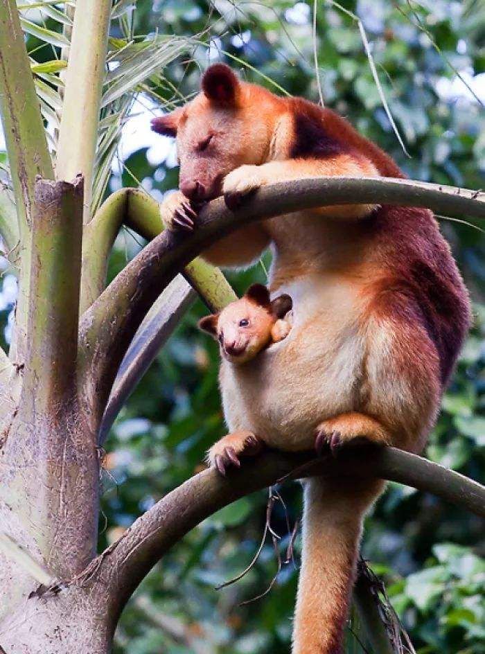 像猴不是猴，袋鼠会爬树？住在树上的袋鼠，其实那只是袋鼠的近亲休闲区蓝鸢梦想 - Www.slyday.coM