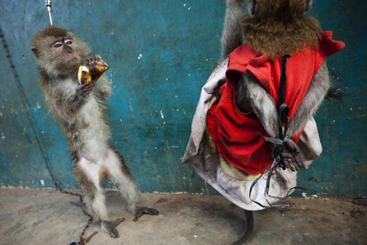 猴子被铁链拴住遭虐待眼神变得麻木无光越看越感觉心痛