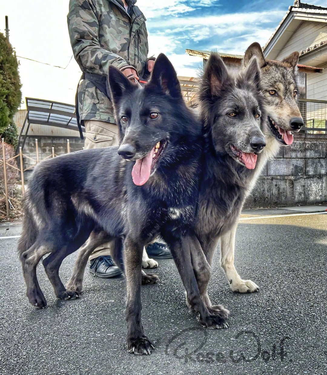 地狱犬 地狱犬最新消息 新闻 图片 视频 聚合阅读 新浪网