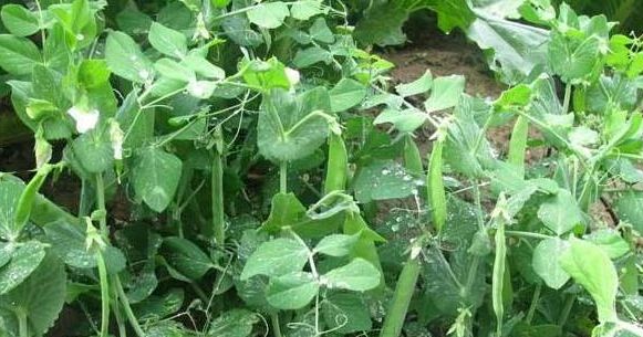 豌豆的功效作用与禁忌1,调和脾胃豌豆对于脾虚气弱的人可以起到调理