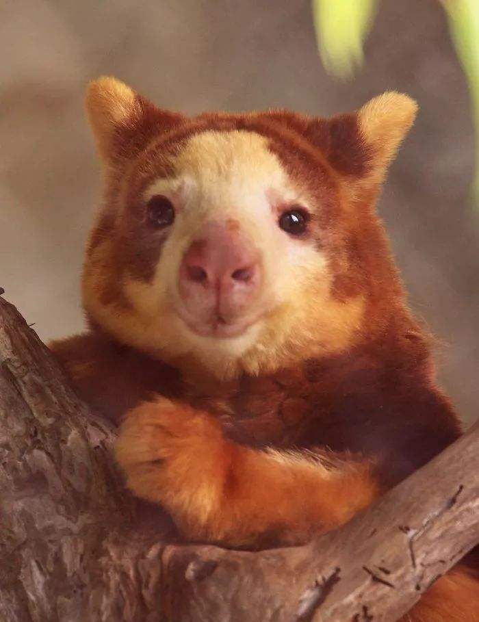 像猴不是猴，袋鼠会爬树？住在树上的袋鼠，其实那只是袋鼠的近亲休闲区蓝鸢梦想 - Www.slyday.coM