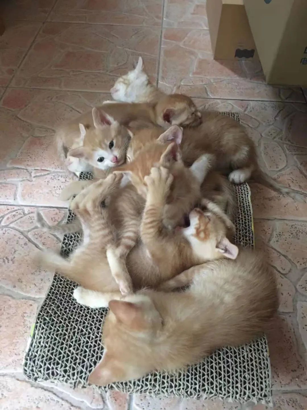 今年春节，我们在日本的华人又不能回家了…休闲区蓝鸢梦想 - Www.slyday.coM