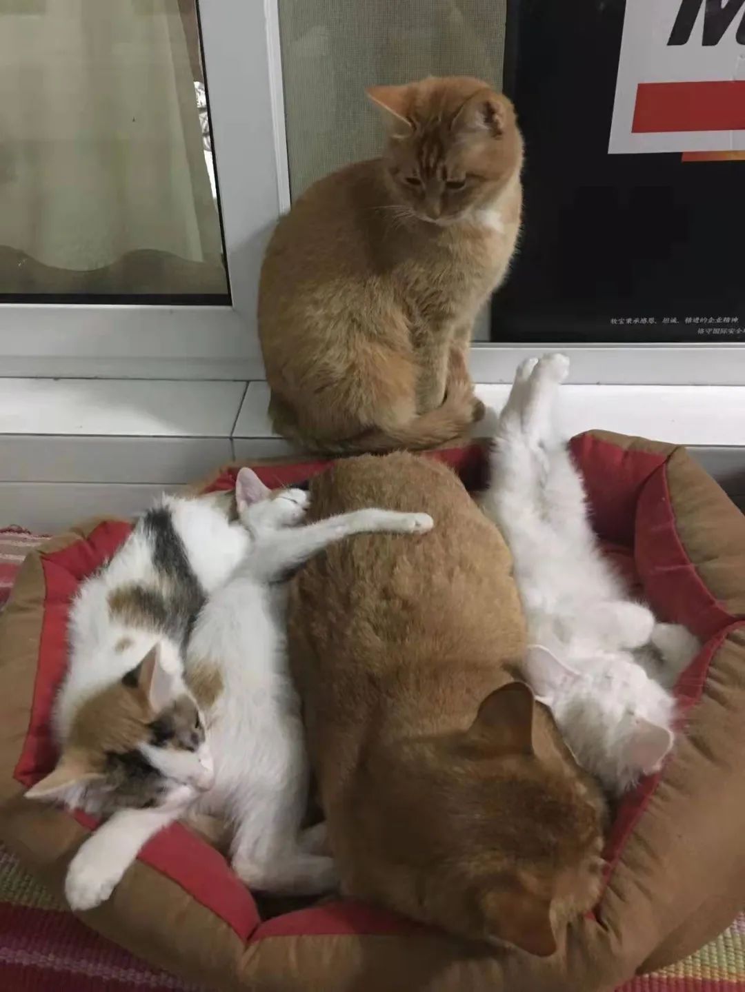 今年春节，我们在日本的华人又不能回家了…休闲区蓝鸢梦想 - Www.slyday.coM