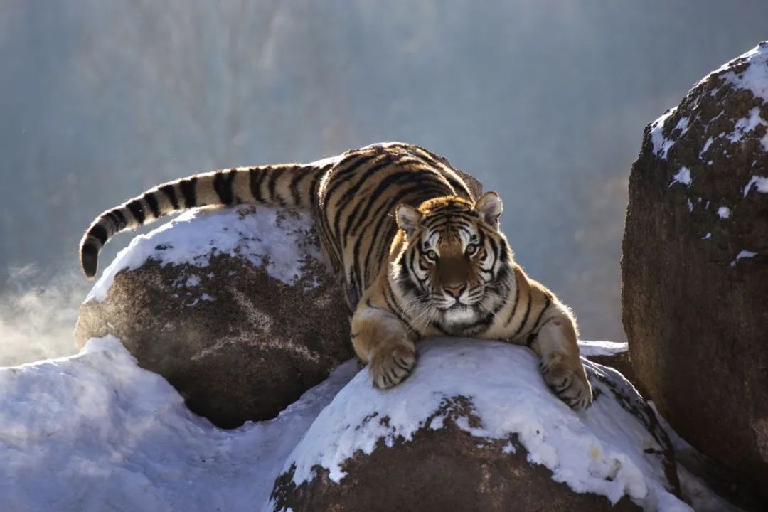 会员佳作 | 潘嵩毅:威风凛凛东北虎|东北虎|摄影|佳作_新浪新闻