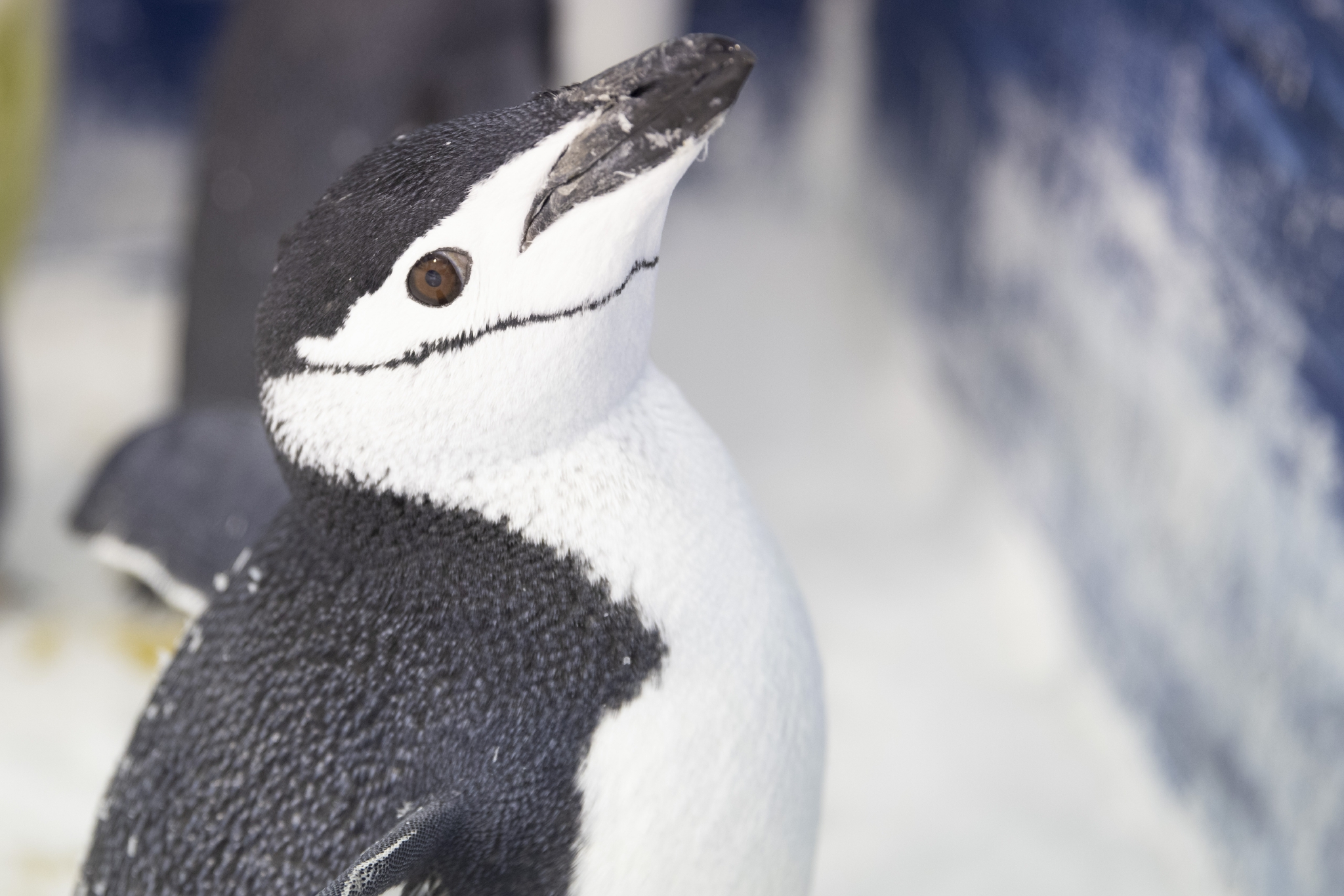 冰城来新客:黑龙江省首次引进帽带企鹅|哈尔滨市|黑龙江省_新浪新闻