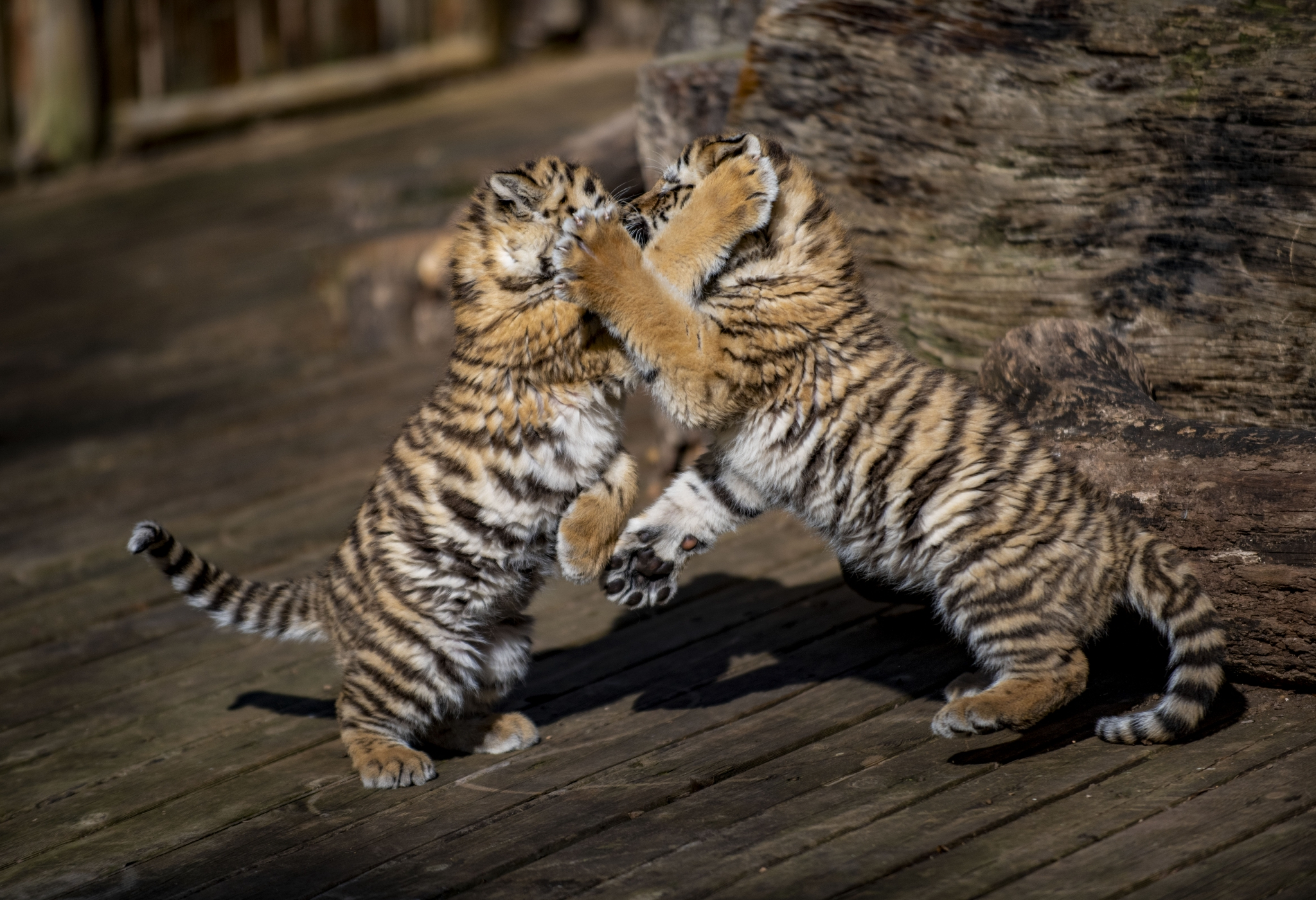 萌虎闹新春|东北虎|云南省_新浪新闻