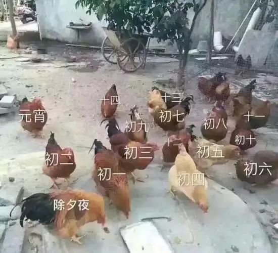 除夕年夜饭你家都备了哪些菜？休闲区蓝鸢梦想 - Www.slyday.coM