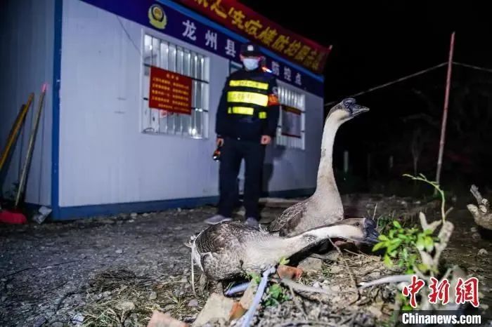 在崇左市龙州县洞桂村那贯防疫卡点，两只鹅参与疫情防控。陈冠言 摄