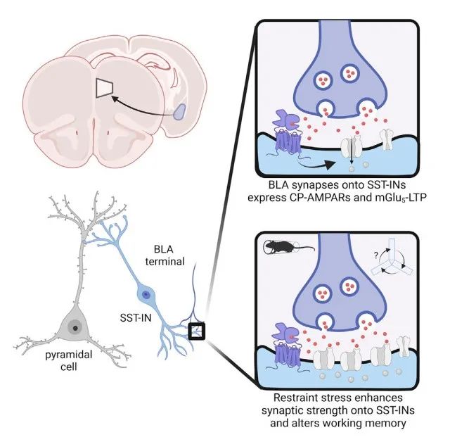 Neuron:治疗应激性精神疾病的新靶点研究|受体|突触|应激_新浪新闻