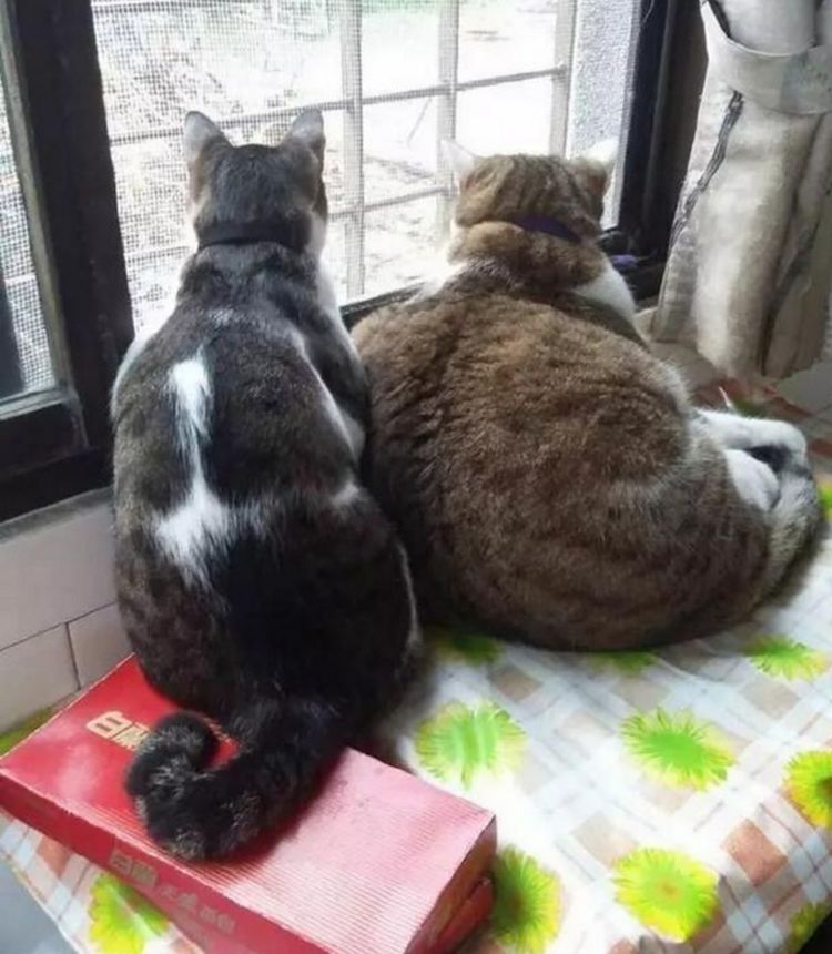 女子捡回瘦不拉几流浪猫,与家猫形成鲜明对比,如今咸鱼大翻身|流浪猫