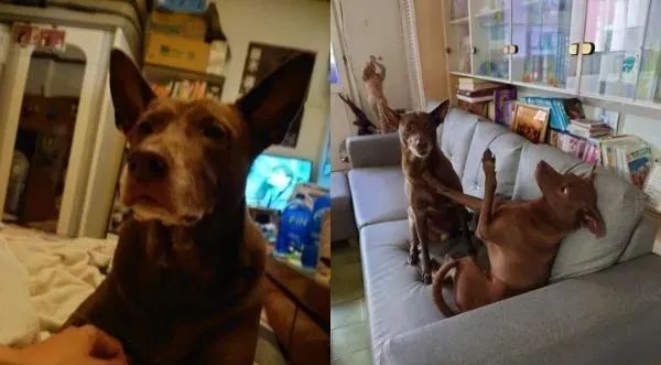 2岁后成肥犬…每天目送妈上班，她见汪“底下一大包”笑疯：是猪休闲区蓝鸢梦想 - Www.slyday.coM