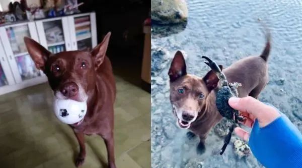 2岁后成肥犬…每天目送妈上班，她见汪“底下一大包”笑疯：是猪休闲区蓝鸢梦想 - Www.slyday.coM