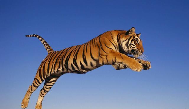 虎年说虎!为什么老虎是鲜艳的橙色?不会很容易被猎物发现吗?休闲区蓝鸢梦想 - Www.slyday.coM 虎年说虎!为什么老虎是鲜艳的橙色?不会很容易被猎物发现吗?休闲区蓝鸢梦想 - Www.slyday.coM