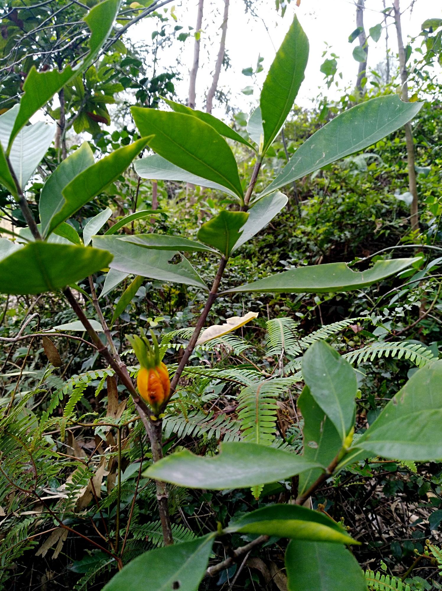 农村野生的栀子树果实的用途与价值了解吗顺便采摘点回去泡茶