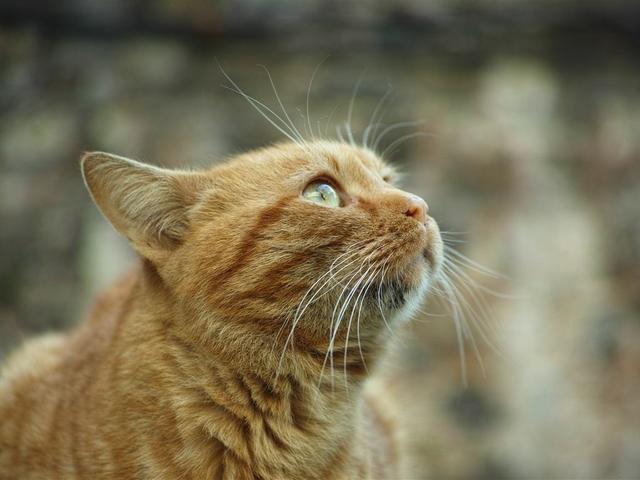 虎年说虎!为什么老虎是鲜艳的橙色?不会很容易被猎物发现吗?休闲区蓝鸢梦想 - Www.slyday.coM 虎年说虎!为什么老虎是鲜艳的橙色?不会很容易被猎物发现吗?休闲区蓝鸢梦想 - Www.slyday.coM
