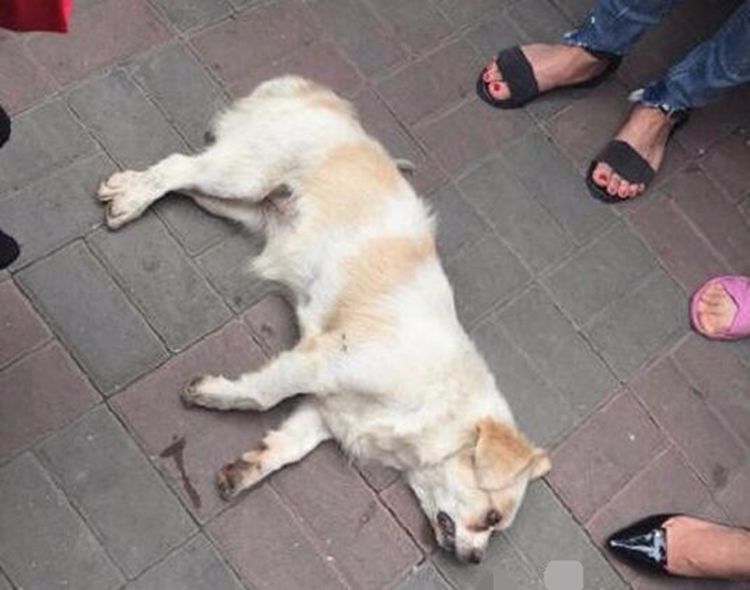 男子当街暴虐狗狗致死群众看不下去围殴他网友直呼大快人心