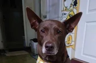 2岁后成肥犬…每天目送妈上班，她见汪“底下一大包”笑疯：是猪休闲区蓝鸢梦想 - Www.slyday.coM