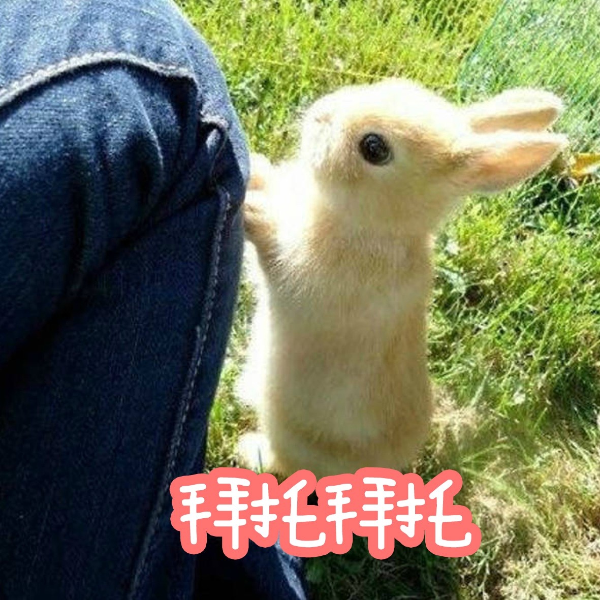 拿图点赞哦仙女专用小兔几表情包第一弹