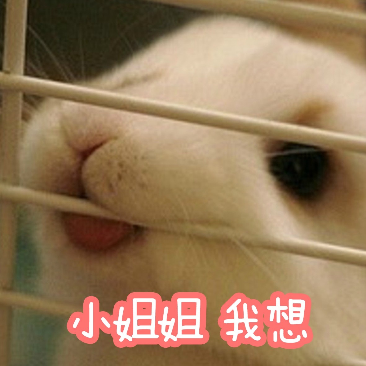 拿图点赞哦仙女专用小兔几表情包第一弹