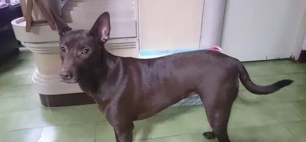 2岁后成肥犬…每天目送妈上班，她见汪“底下一大包”笑疯：是猪休闲区蓝鸢梦想 - Www.slyday.coM