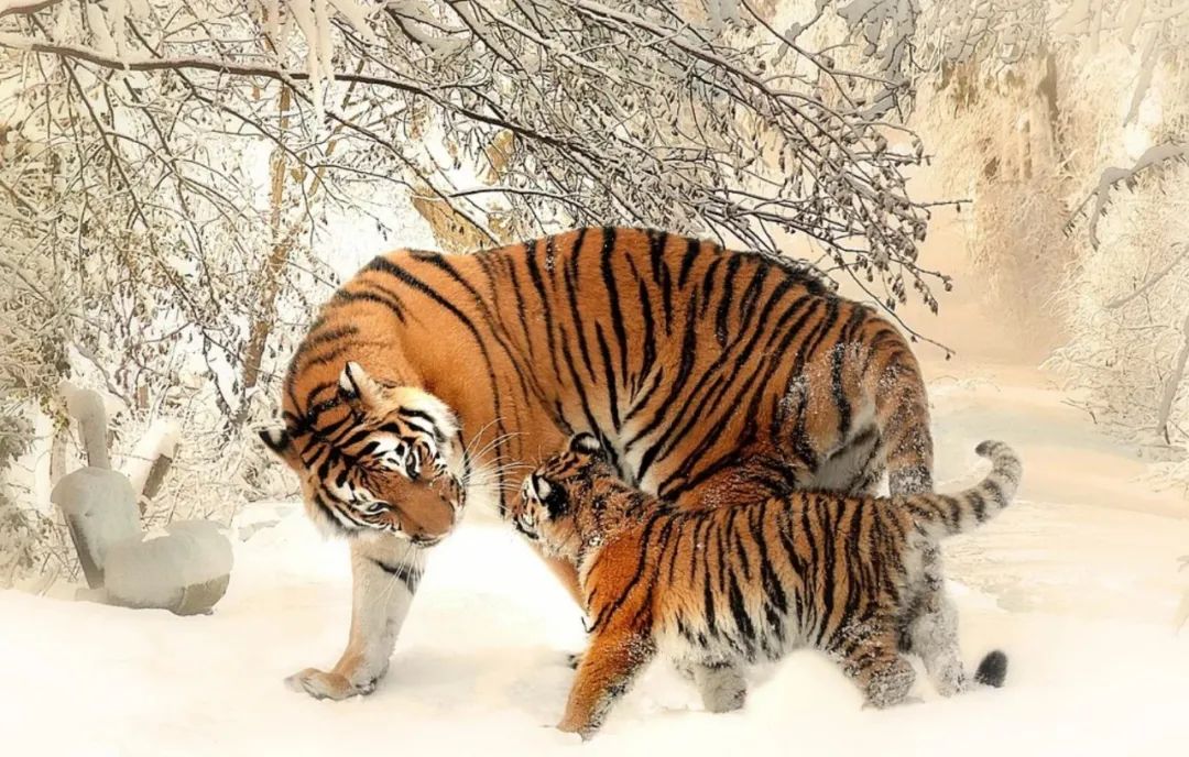 除夕版十二时辰出炉！孩子开启精彩虎年，照做准没错｜特别关注休闲区蓝鸢梦想 - Www.slyday.coM