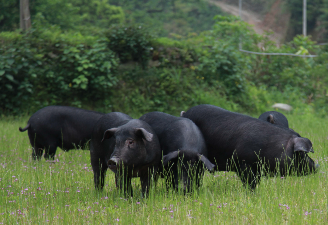 从国外引进的生猪品种,如长白,大白,杜洛克等,已经在我国生猪育种和