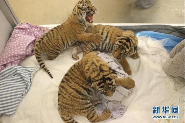 数量最多的虎、个头最大的虎……都是什么虎？休闲区蓝鸢梦想 - Www.slyday.coM