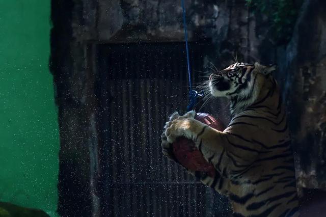 数量最多的虎、个头最大的虎……都是什么虎？休闲区蓝鸢梦想 - Www.slyday.coM