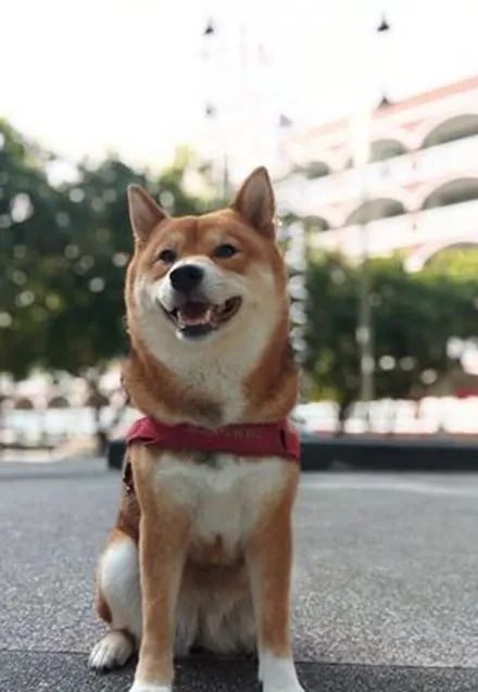 狗子在牛肉店前不肯走，网友得知真相后，忍不住笑了！休闲区蓝鸢梦想 - Www.slyday.coM