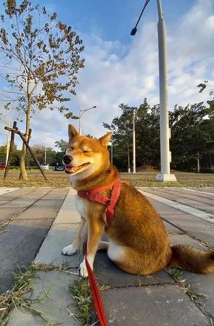 狗子在牛肉店前不肯走，网友得知真相后，忍不住笑了！休闲区蓝鸢梦想 - Www.slyday.coM