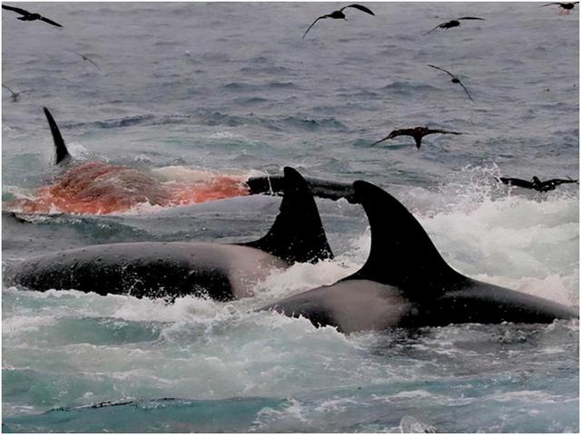 虎年的狠角色虎鲸50头蓝鲸组团吃光超大型蓝鲸只剩骨架