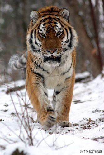 大兴安岭时隔50多年重现野生东北虎踪迹