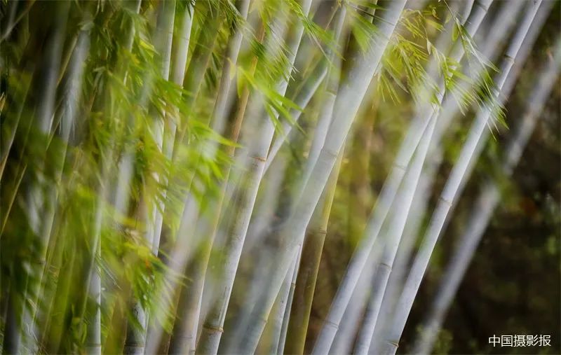 虚实结合拍竹子,表现轻柔朦胧之感__财经头条