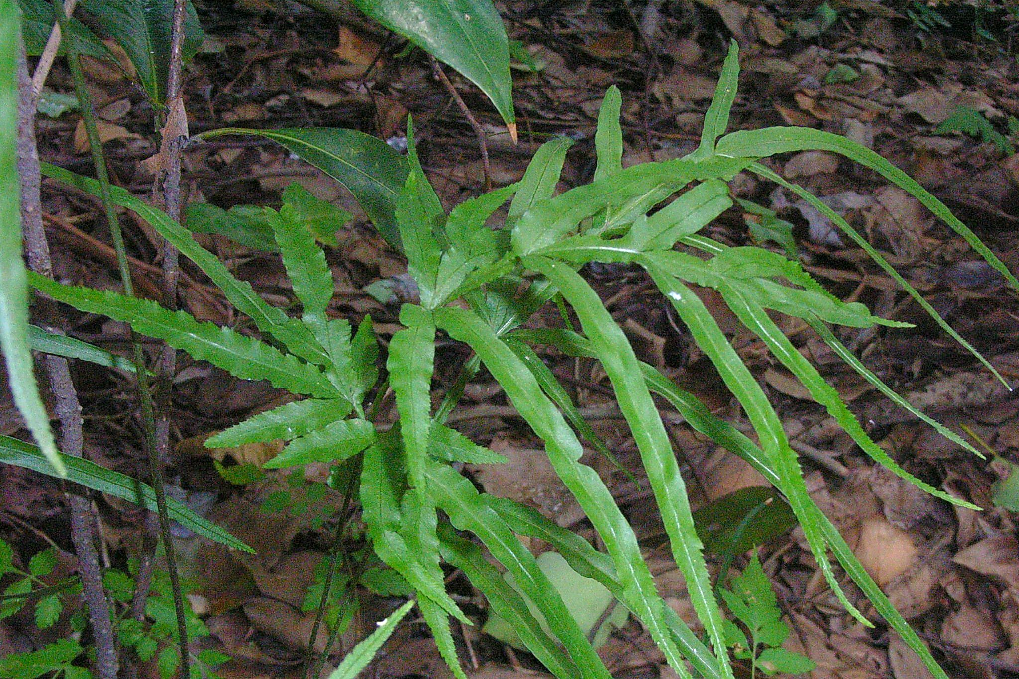 农村常见的凤尾草有两大用途与价值懂它的人拔回去用来煮水