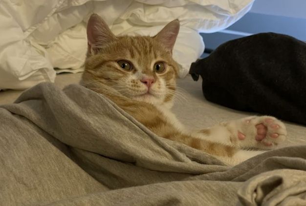 “记住，别让猫咪上床睡觉”休闲区蓝鸢梦想 - Www.slyday.coM