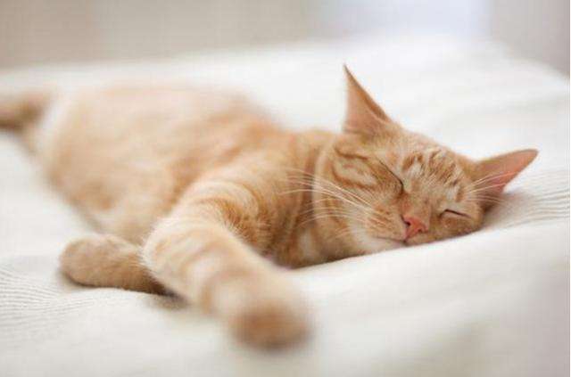 “记住，别让猫咪上床睡觉”休闲区蓝鸢梦想 - Www.slyday.coM